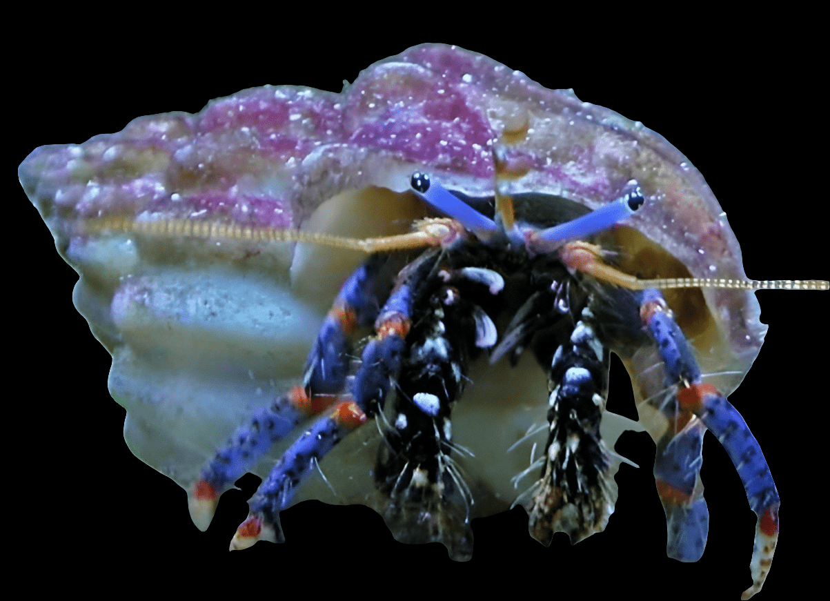 A close-up of a Dwarf Blue Leg Hermit Crab - Clibanarius tricolor, featuring striking blue and orange legs emerging from its purple and white shell against a black background. Renowned as part of the aquarium cleanup crew, its antennae extend forward, indicating preparedness for removing hair algae.