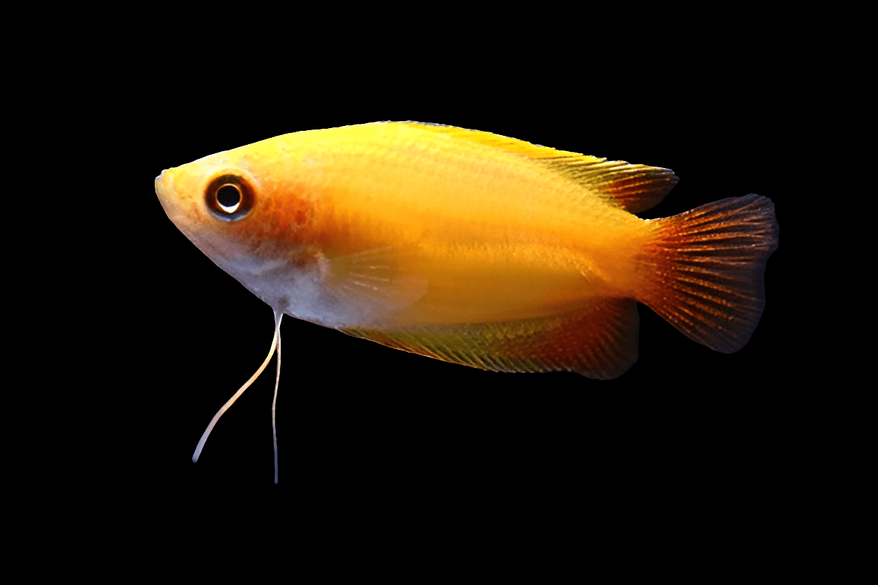 A Dwarf Honey Gourami (Trichogaster Chuna) with its large eyes and elongated fins swims gracefully against a black background. Its shiny scales amplify the streamlined body, while the backdrop accentuates the vividness of its bright yellow color.