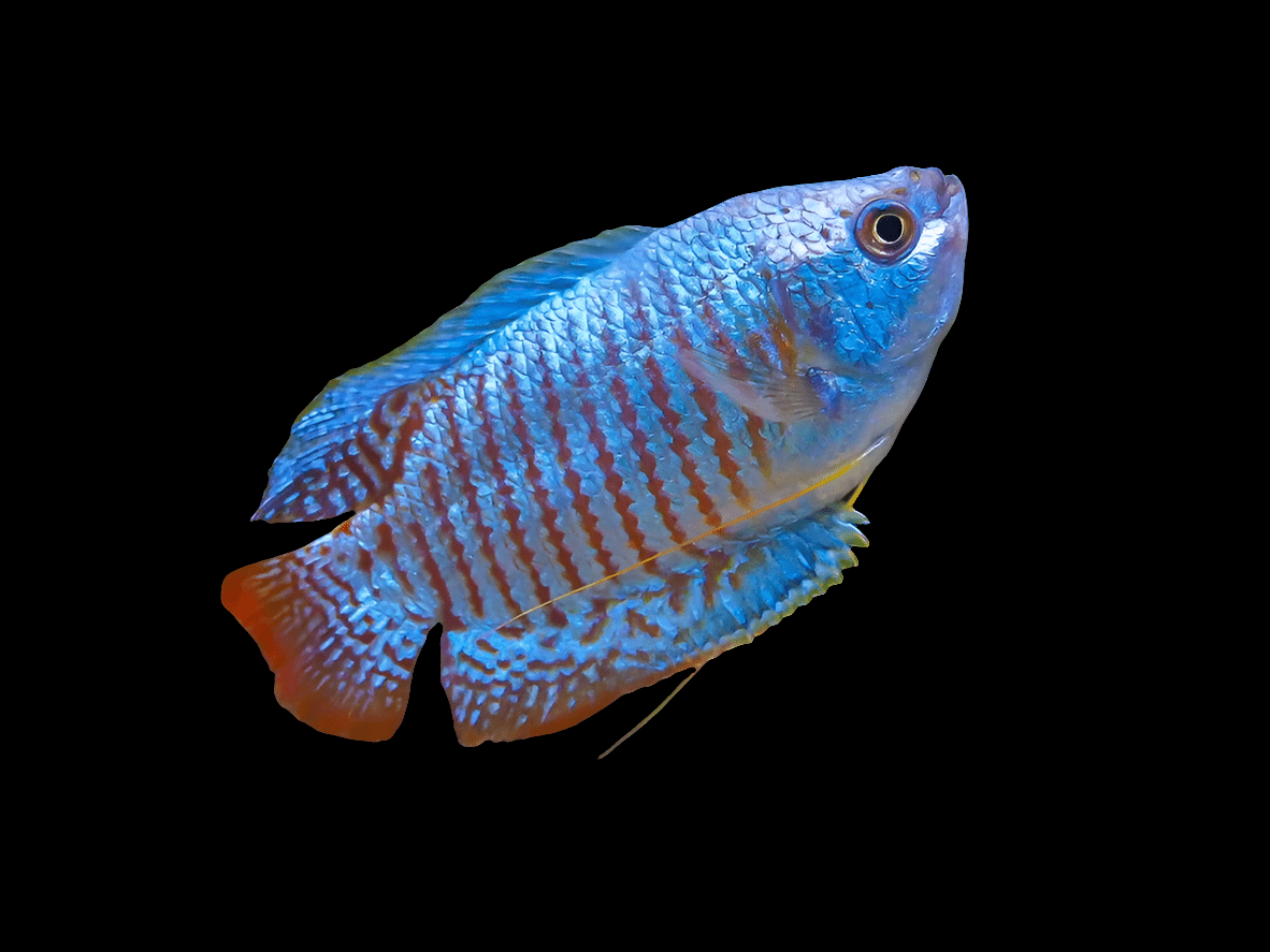 The Dwarf Neon Blue Gourami - Trichogaster Lalius, with its vibrant blue and orange hues and iridescent scales, showcases delicate fins that contrast beautifully against a black background. Its large, expressive eyes and striped pattern contribute to its striking appearance.