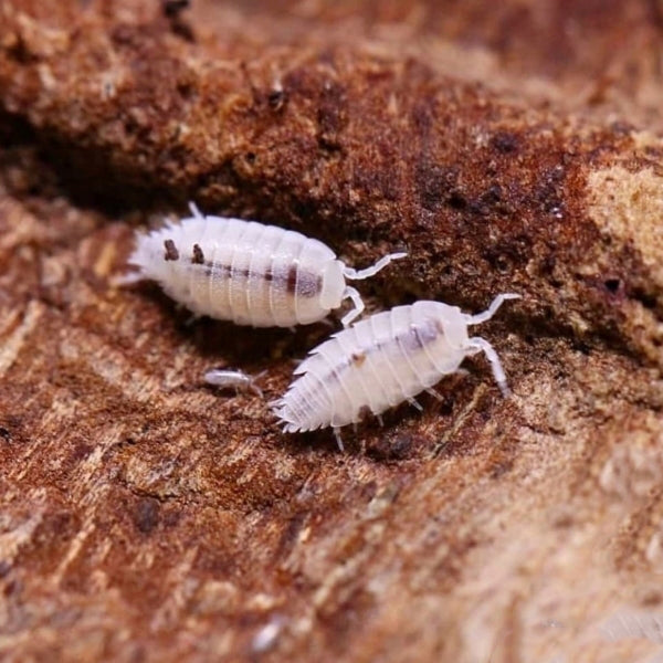 A pair of Dwarf White Isopods, identified as Trichorhina Tomentosa, are on a piece of brown wood. These isopods have segmented bodies and are facing each other on the rough, textured surface of the bark.