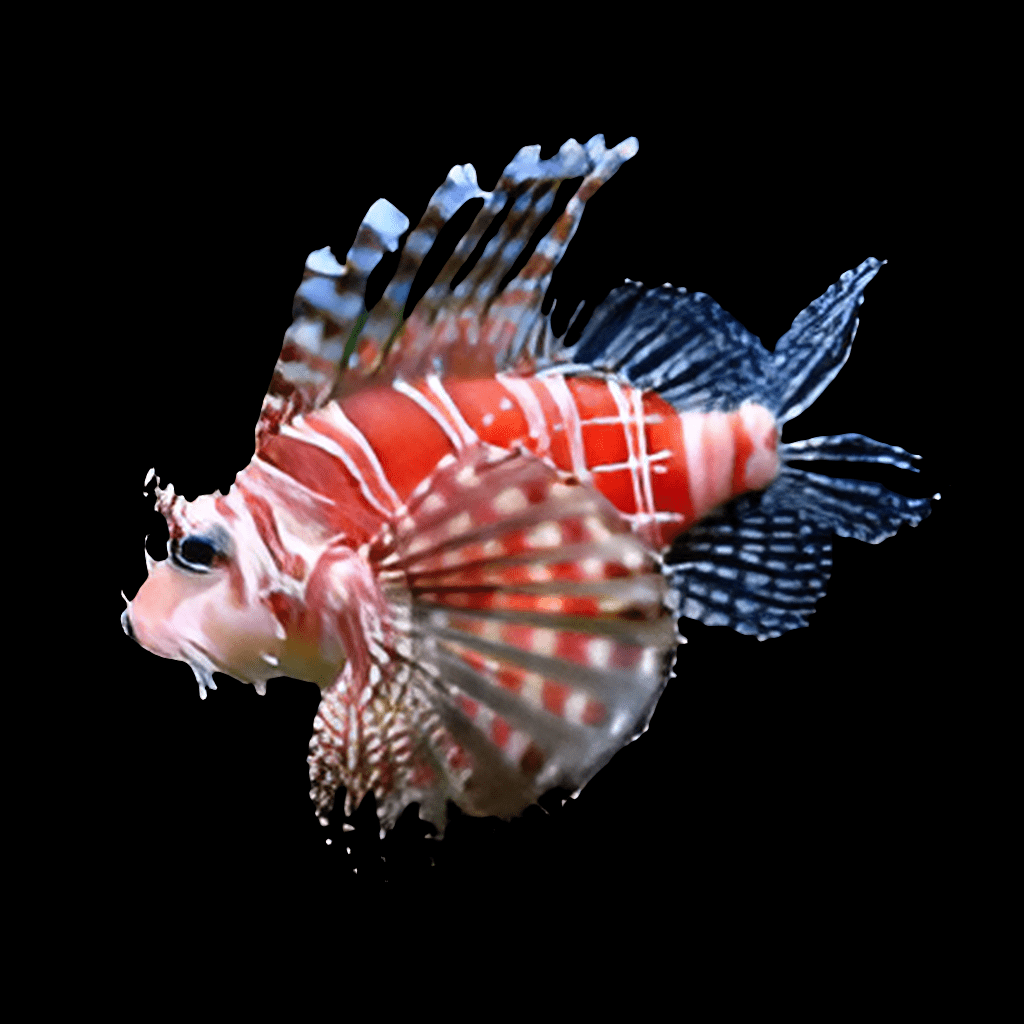 A vibrant Dwarf/Zebra Lionfish (Dendrochirus zebra) with striking red and white stripes, ornate fins, and dark spots swims against a black background. Its long, feather-like pectoral fins are spread wide, showcasing the fish's intricate and colorful patterns.