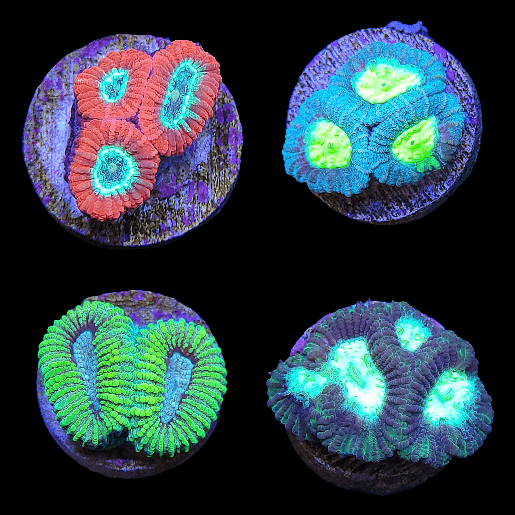 The ECC Premium Asst. Favia features four vibrant coral polyps on circular bases arranged in a grid. The top left polyp is colored orange and teal, the top right is blue and green, the bottom left is green, and the bottom right showcases shades of purple and aqua. Each polyp displays intricate, glowing patterns against a dark background.