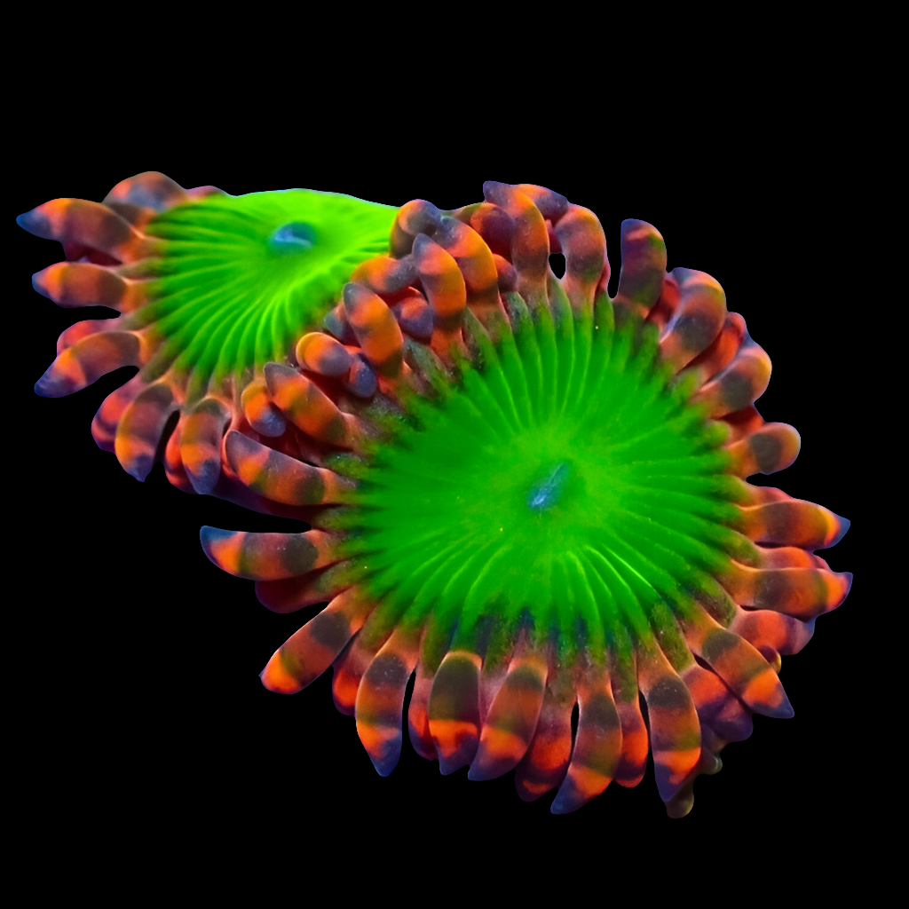 Close-up of Electric Oompa Loompa Zoanthids featuring vibrant coral polyps with bright green centers and orange-tipped, wavy tentacles against a black background, creating a colorful floral pattern.