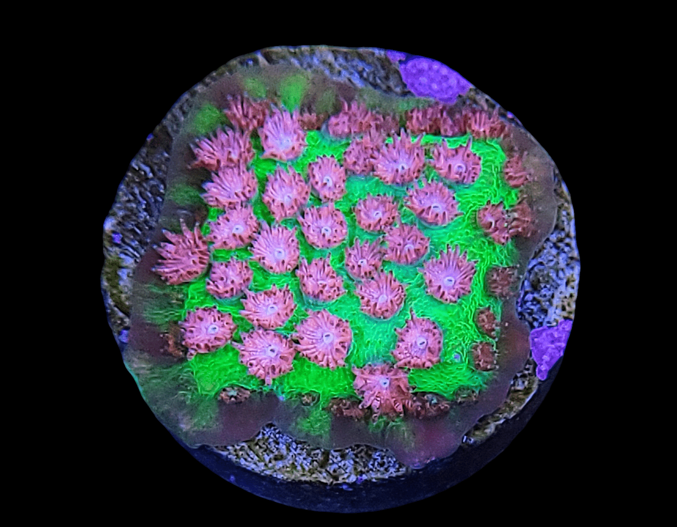 Close-up of the Electric Watermelon Cyphastrea, showcasing clusters of pink and green polyps. The coral has a vibrant appearance against a dark background, highlighting its intricate texture and vivid colors.