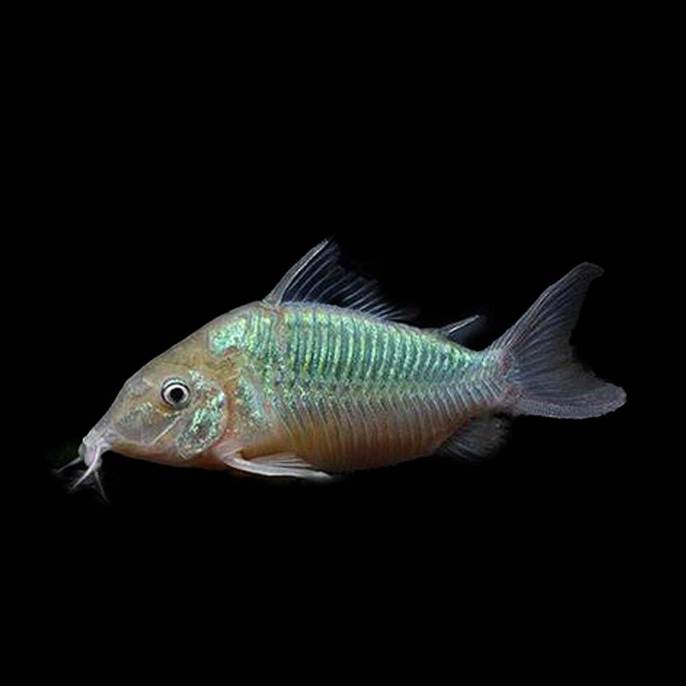 A close-up of an Emerald Cory, known as Corydoras Splendens, against a black background. The fish boasts a streamlined body with iridescent green and silver scales, transparent fins, and long whisker-like barbels near its mouth.