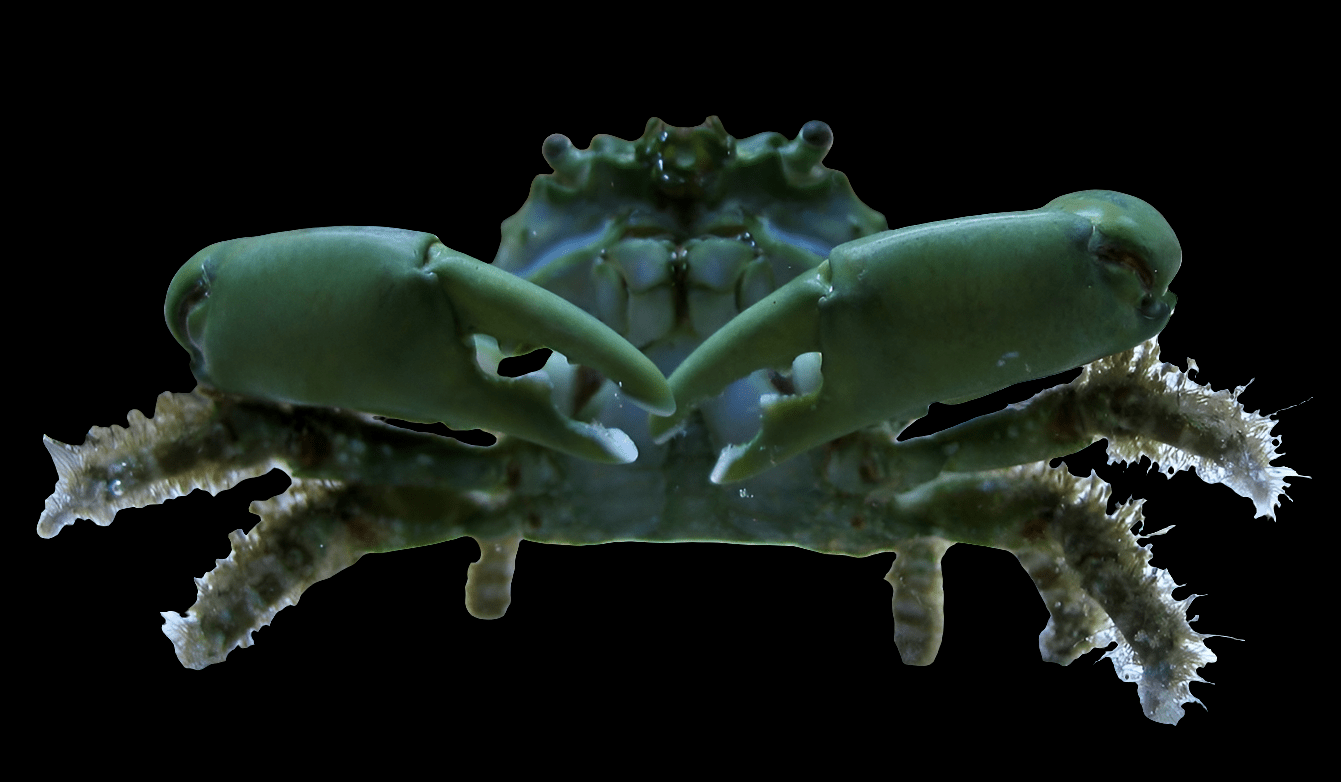 Close-up view of an Emerald Crab - Mithraculus sculptus against a black background, highlighting its large, asymmetric claws and the detailed texture on its green legs and body—ideal for reef-compatible environments.