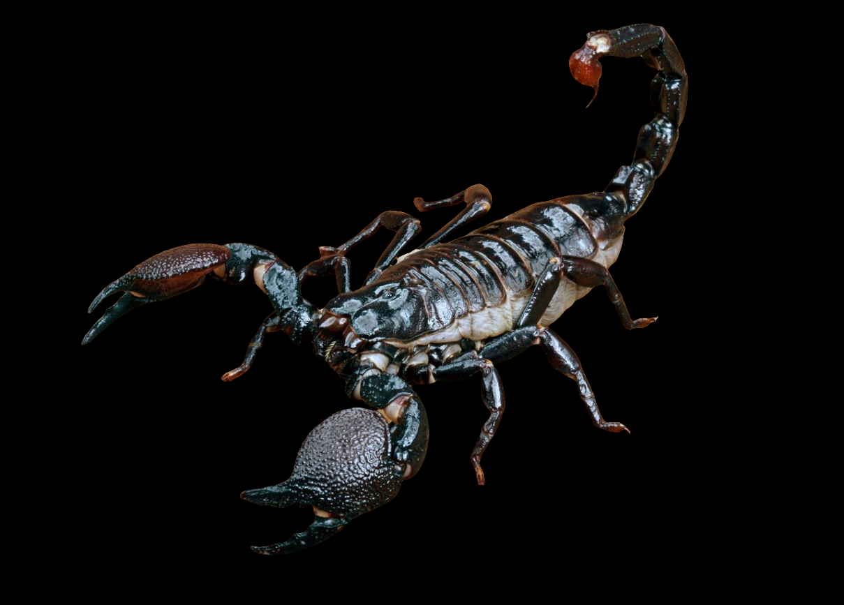 A detailed close-up of an Emperor Scorpion - Pandinus imperator, showcasing visible pincers and a curved stinger against a solid black background.