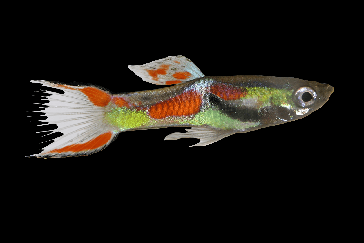 The Endler Guppy - Poecilia Wingei is showcased against a black background, featuring vibrant hues of orange, green, and silver. Its fins are elegantly spread to highlight its distinctive patterns and delicate form.