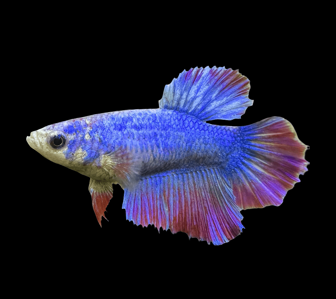 A vibrant blue and red Female Betta with flowing fins swims against a black background.