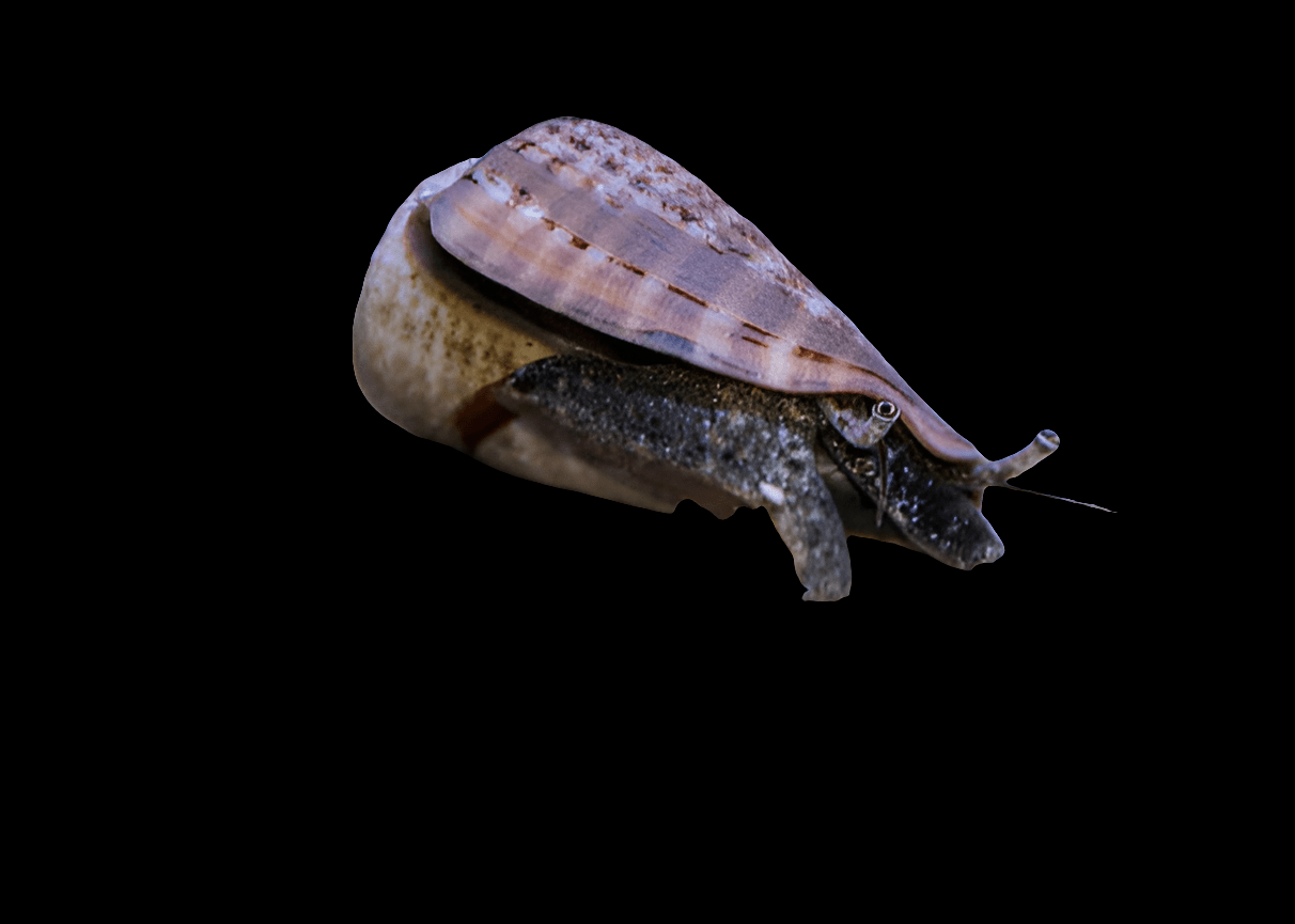 Against a dark background, the Fighting Conch - Strombus spp. displays its elegantly patterned shell and extended siphon, evoking the beauty commonly found in reef aquariums. Part of the conch's body is visible, revealing its rough texture.