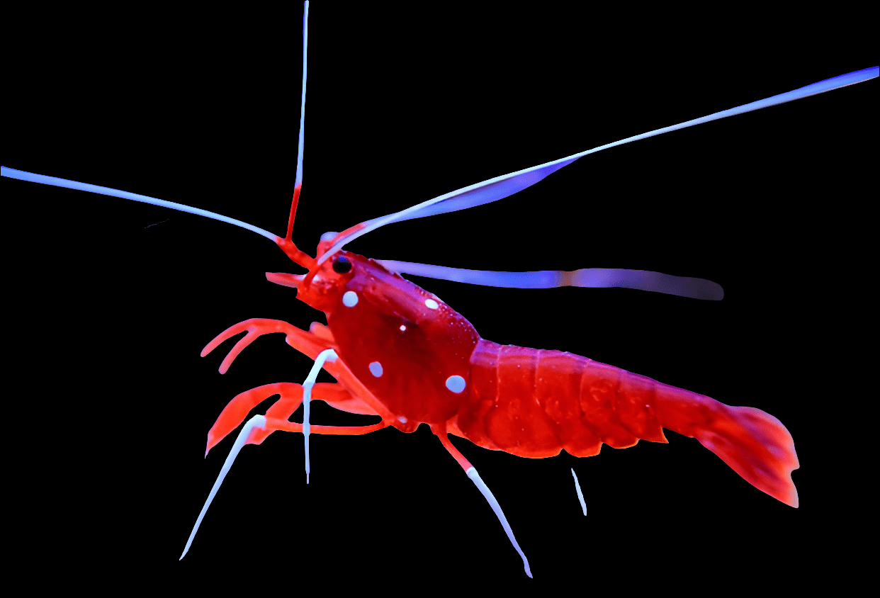 The Fire Cleaning Shrimp, also known as Lysmata debelius, showcases a vibrant red body with long antennae and distinctive white spots, making it perfectly reef compatible against a stark black background.