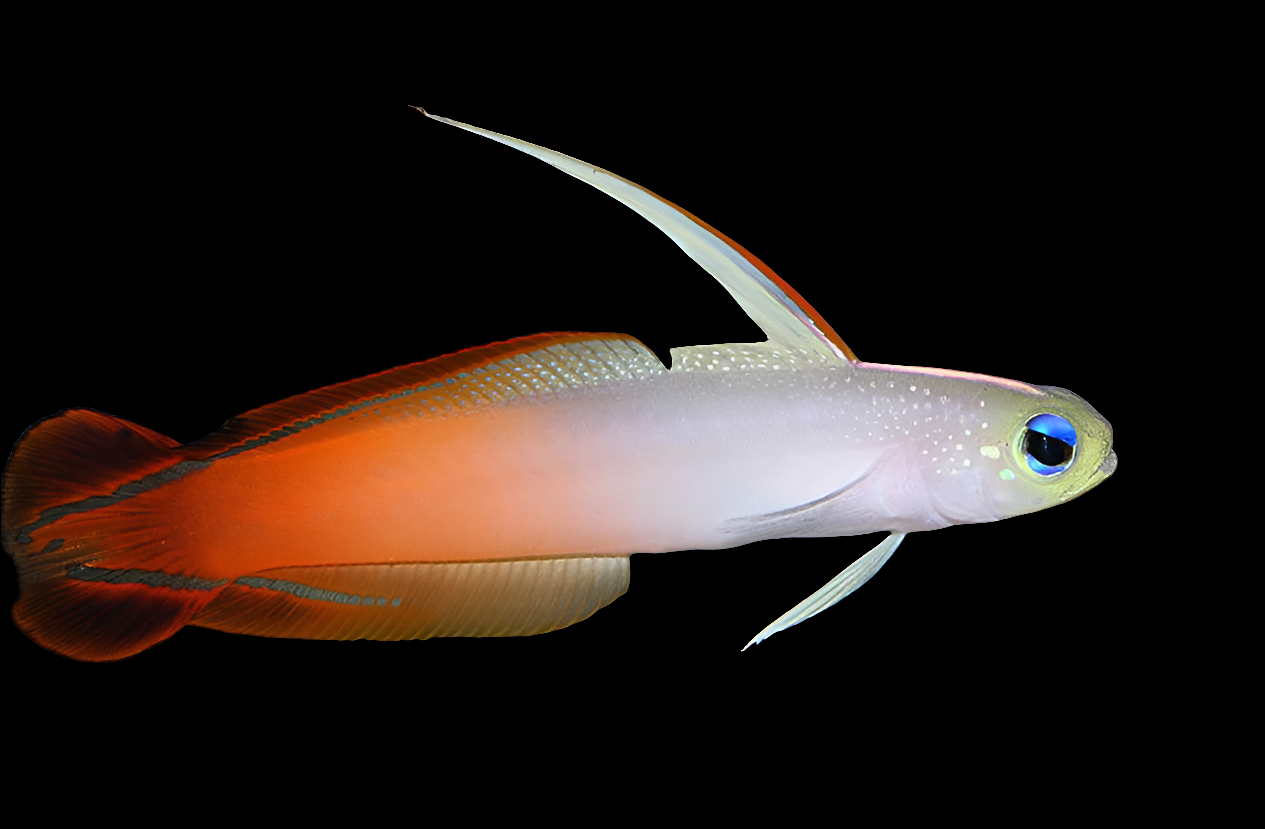 Fire Fish - Colorful Peaceful Dartfish - Nemateleotris Magnifica ...