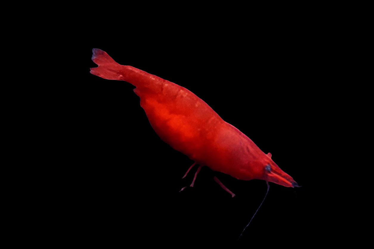 A vibrant Fire Red Shrimp - Neocaridina Davidi stands against a black backdrop, highlighting its slender, segmented body and elongated antennae.