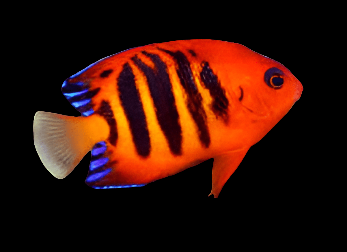 A Flame Angel - Dwarf (Centropyge Loricula) with a vibrant orange and black-striped body and blue-tipped fins against a black background.