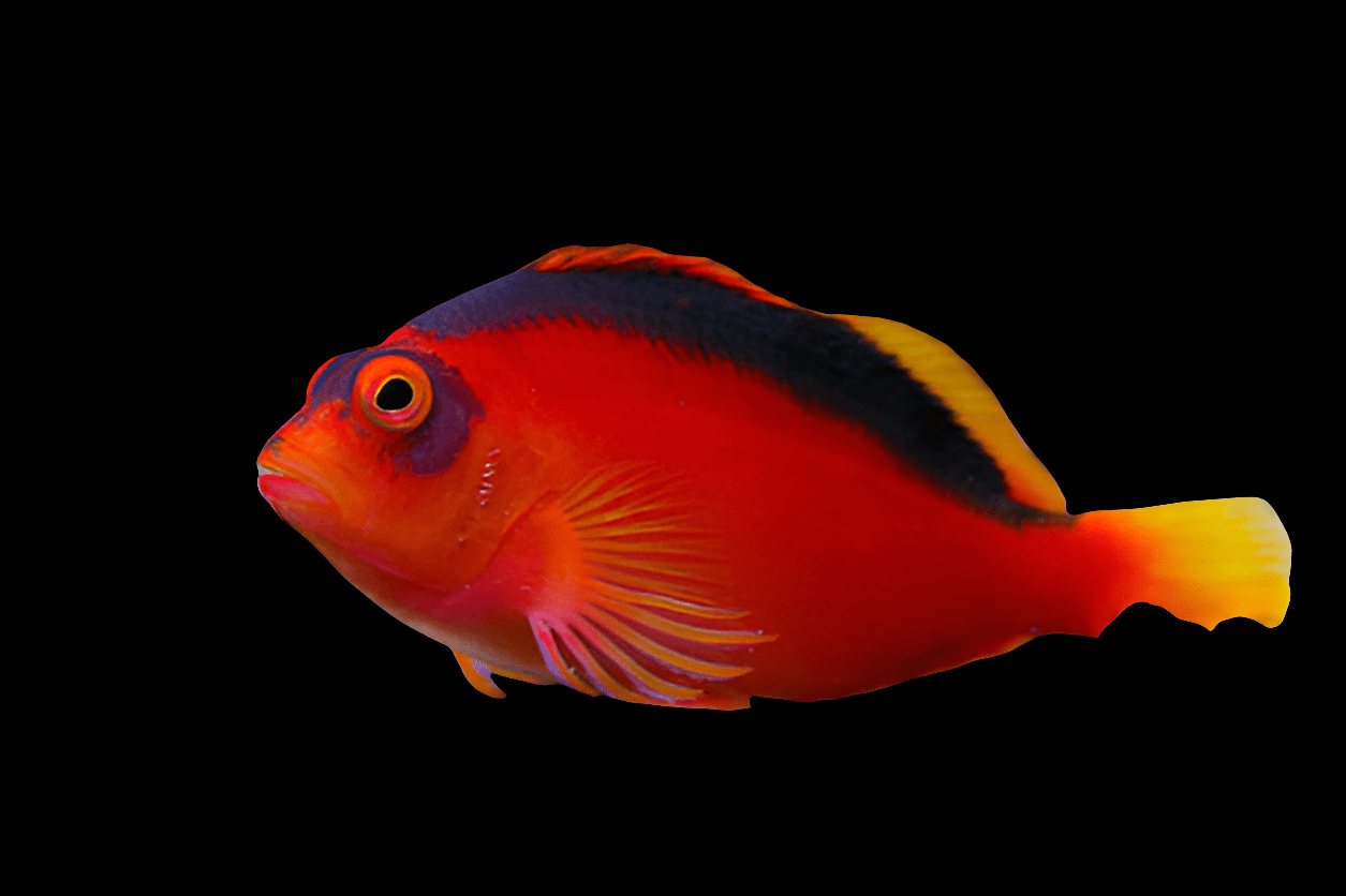 A striking Flame Hawkfish - Neocirrhites Armatus, featuring vibrant orange and red hues with a dark stripe along its back and a yellow-tipped tail, set against a black background.