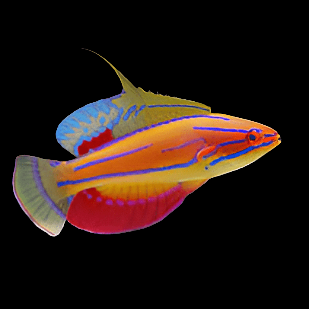 The Flasher Carpenter Wrasse - Paracheilinus Carpenteri is a vibrant, multicolored fish featuring bright orange, red, and blue hues set against a black backdrop. It boasts ornate fins and a streamlined body adorned with intricate patterns and striking colors.