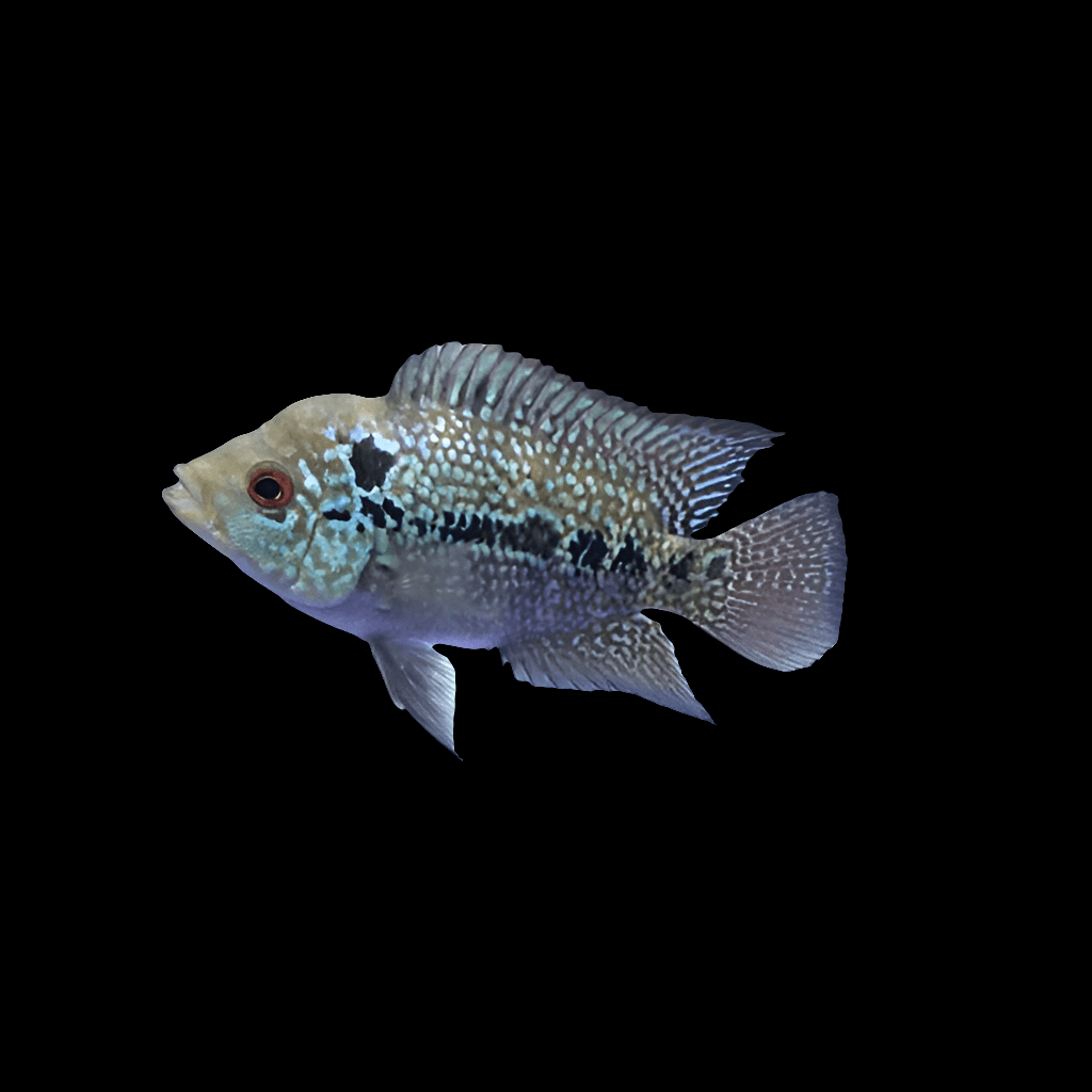 The Flower Horn Cichlid - Small features a tropical fish adorned with a speckled pattern of turquoise spots and dark stripes, swimming against a plain black background. Its fins are prominently displayed, highlighting their textured appearance.