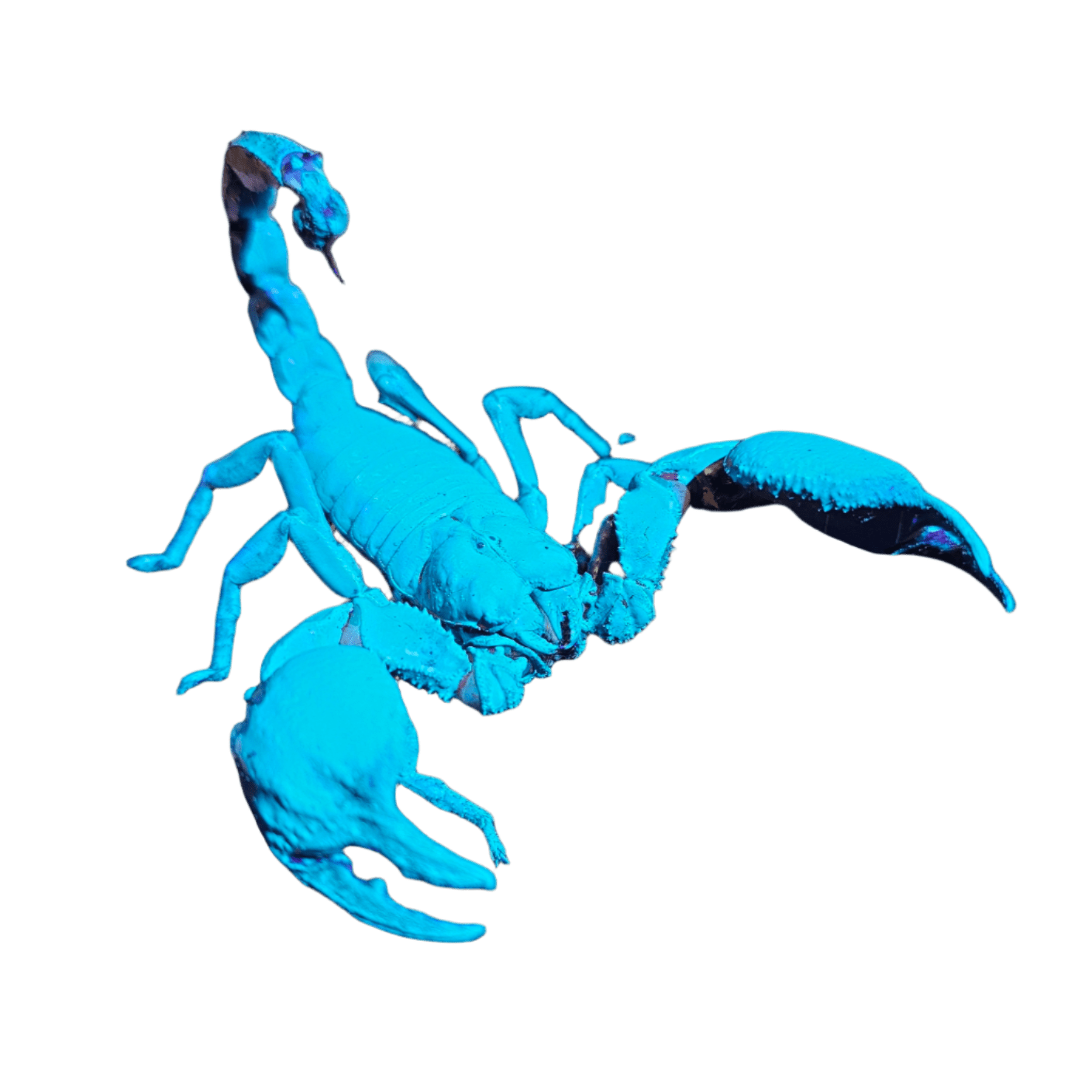 A luminous blue Forest Scorpion (Heterometrus silenus) is set against a green background, highlighting its pincers and curled tail, making it an intriguing choice for novice enthusiasts of terrestrial creatures.