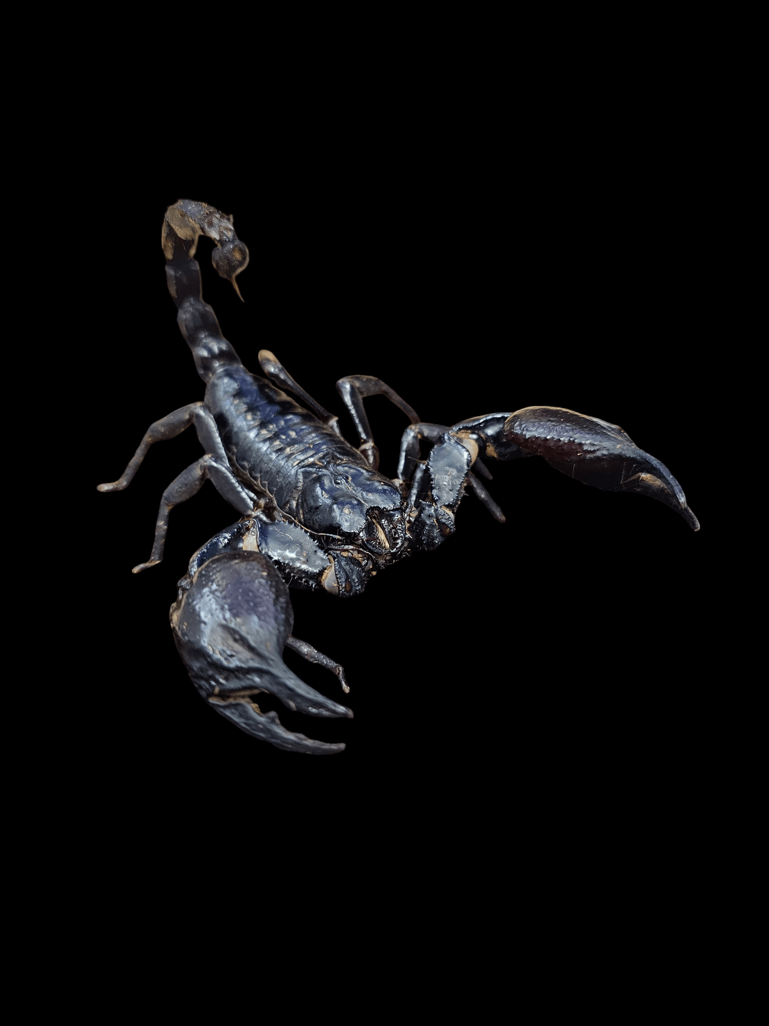 A close-up of a Forest Scorpion - Heterometrus silenus with its tail arched over its back and pincers open against a solid black background. The terrestrial creature's detailed exoskeleton is visible, showcasing its textured surface and sharp features.