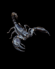 A close-up of a Forest Scorpion - Heterometrus silenus with its tail arched over its back and pincers open against a solid black background. The terrestrial creature's detailed exoskeleton is visible, showcasing its textured surface and sharp features.