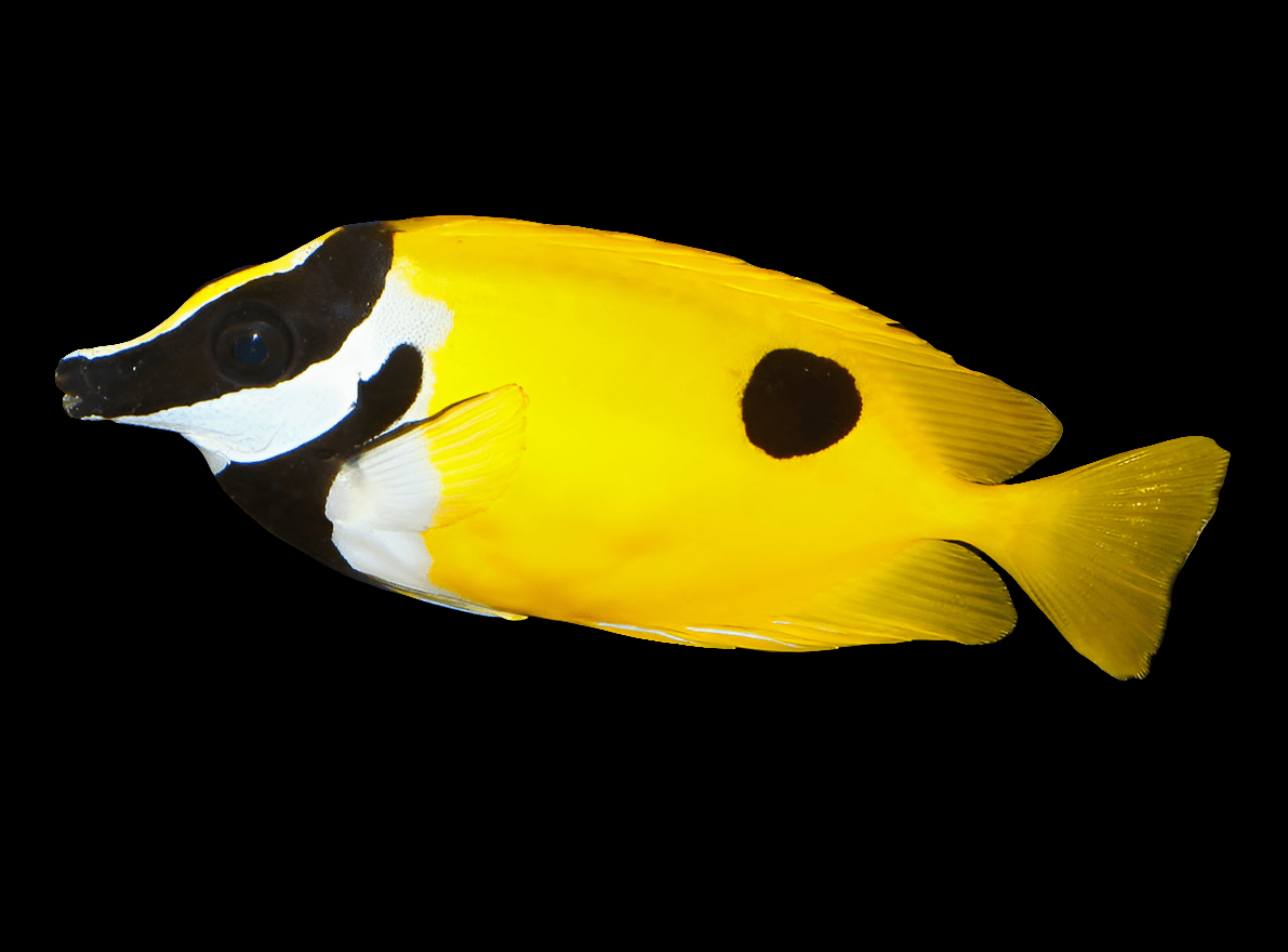 A Foxface - Black Spot - Siganus Unimaculatus, characterized by its vibrant yellow color with a distinct black spot near its tail and black-and-white markings near its head, is swimming against a plain black background.