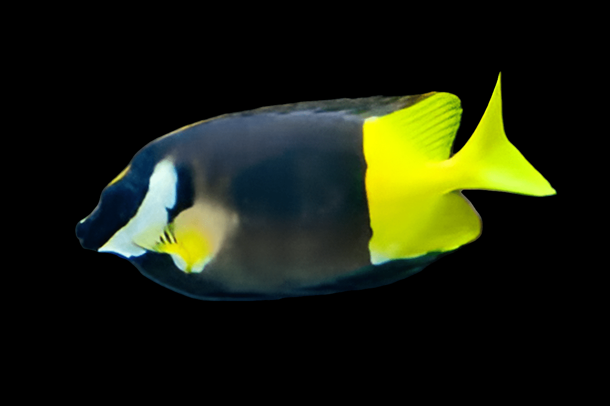 A Foxface - Fiji Bicolor - Siganus Uspi, with its distinctive dark body and vibrant yellow tail and fins, swims against a black background.