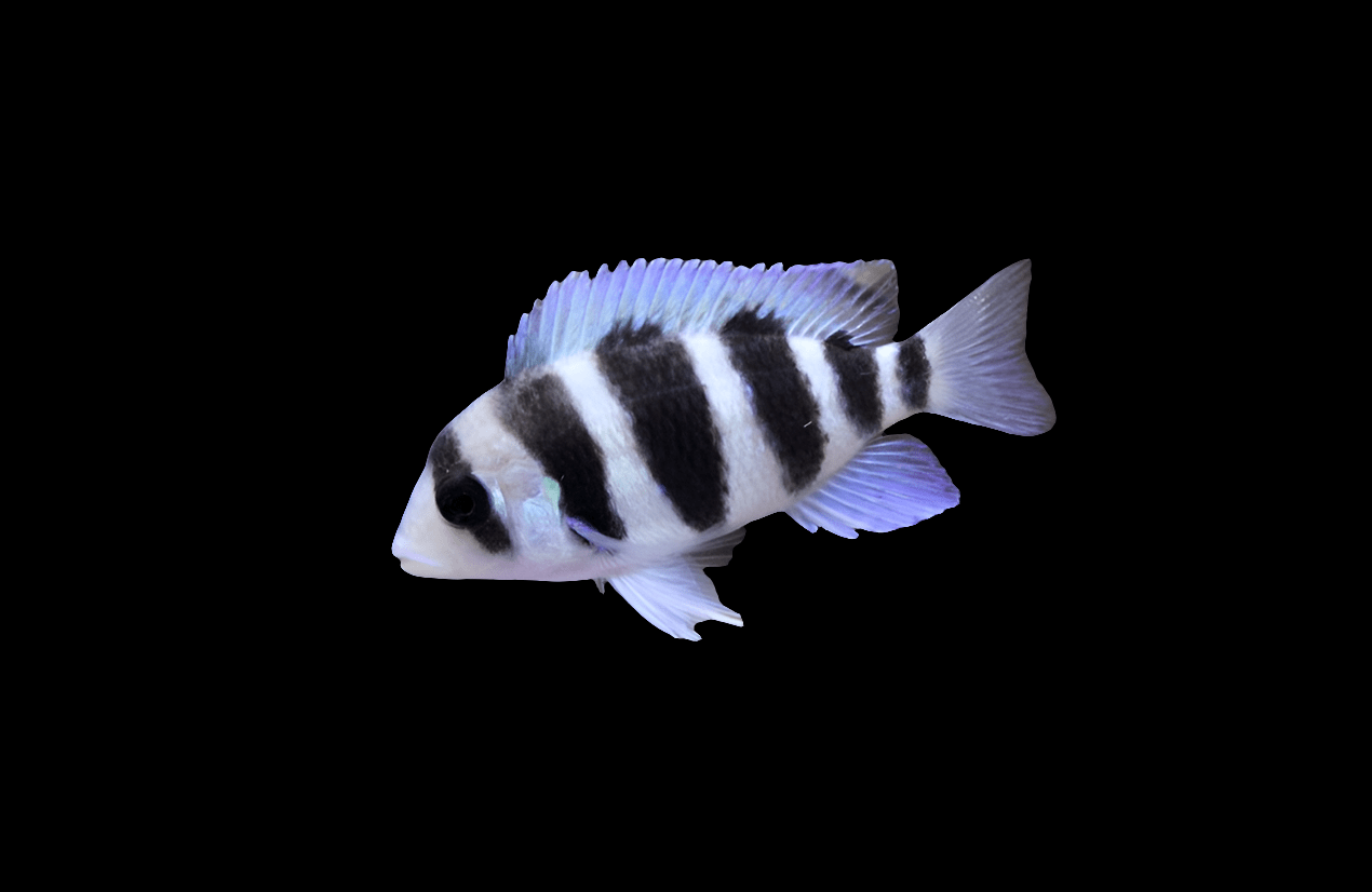 A Frontosa Cichlid - Small - Cyphotilapia Frontosa, featuring a white body with black vertical stripes and fins with a bluish tint, swims against a black background.