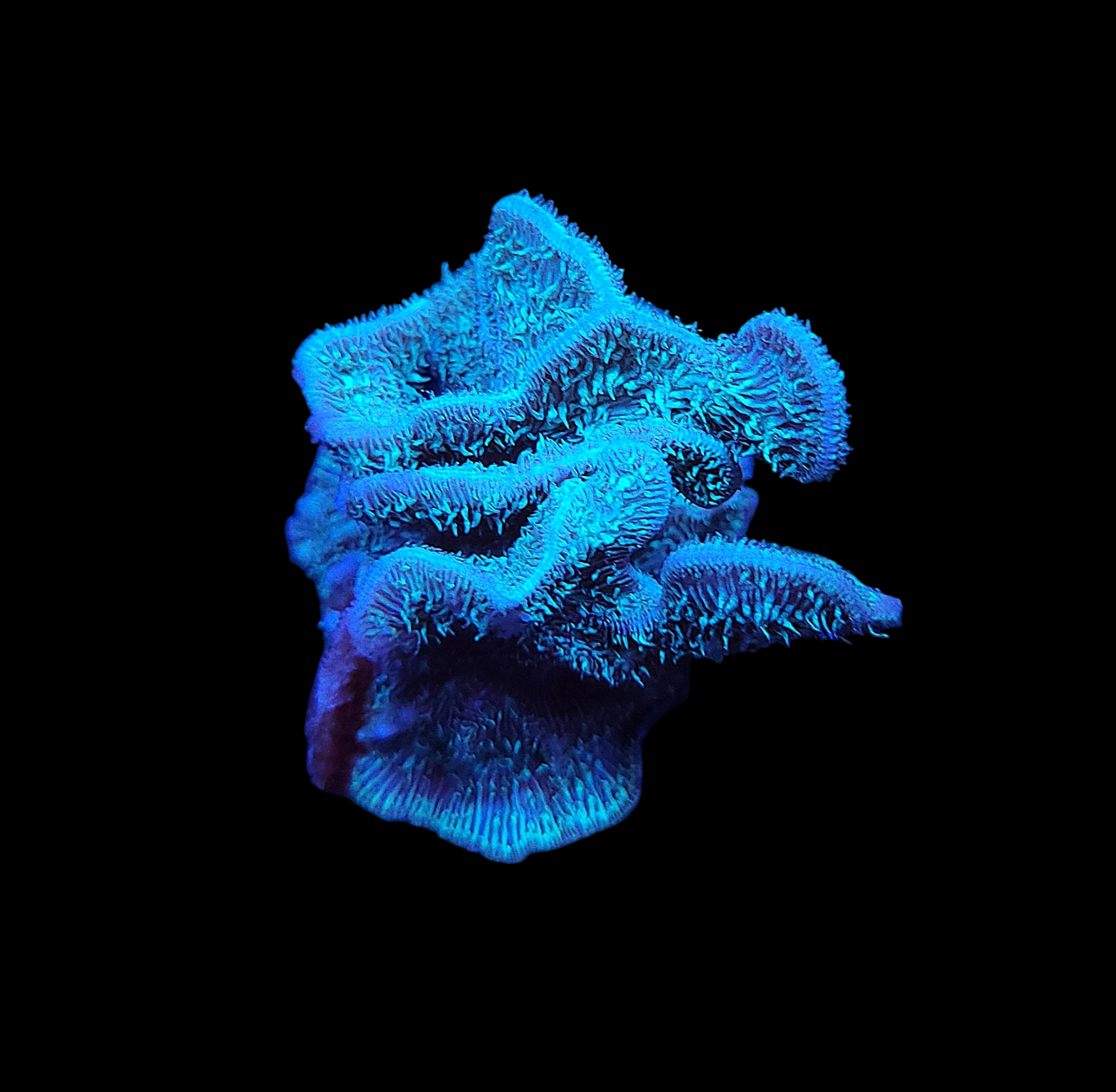 Close-up of Fuzzy Cactus Pavona - WYSIWYG against a dark background, showcasing its vibrant, luminescent blue glow. The corals wavy, textured surface highlights its intricate structures and delicate fronds.