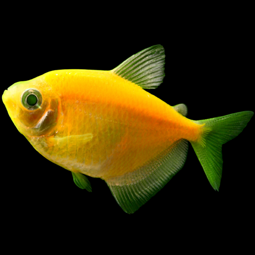 A Glofish - Sunburst Orange Tetra with green fins and a rounded body, set against a black background.