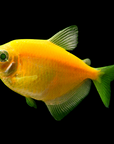 A Glofish - Sunburst Orange Tetra with green fins and a rounded body, set against a black background.