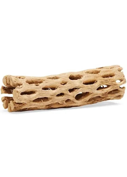 The Galapagos Chollo Wood 6 is light brown and cylindrical, with a lattice-like texture of irregular holes. It sits against a plain white background.