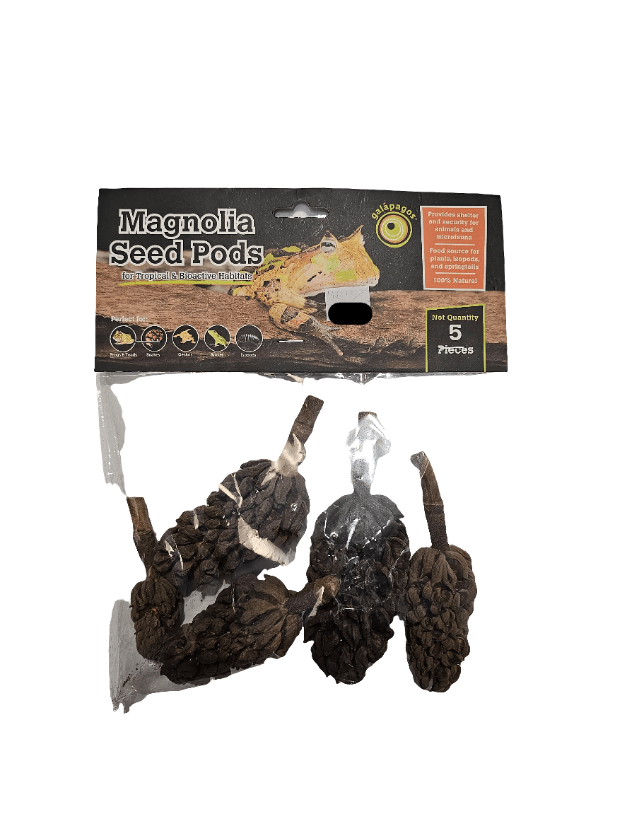 A pack of Galapagos - Magnolia Seed Pods 5ct, intended for educational and decorative use, naturally dried and environmentally friendly.