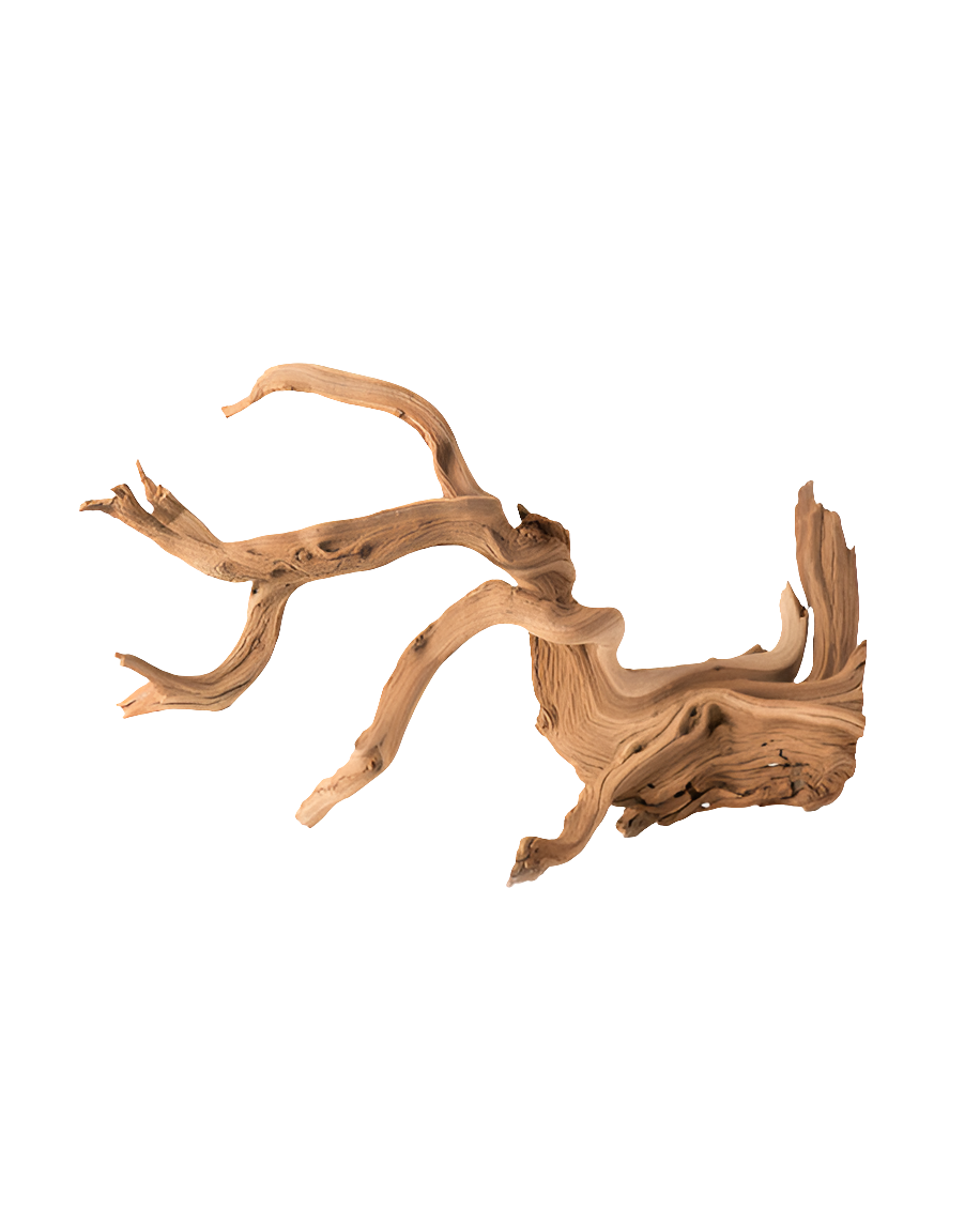 The Galapagos - Staghorn Wood Manzanita Root 19-24 features twisting, gnarled branches on a white background, showcasing a natural and rustic appearance with varied textures and smooth curves.