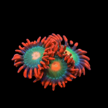 Introducing the Gatorade Zoanthids: a striking coral featuring clusters of circular polyps. Each polyp boasts a luminous green center encircled by vivid red, petal-like extensions. Set against a pitch-black background, the vibrant colors of these corals truly stand out.