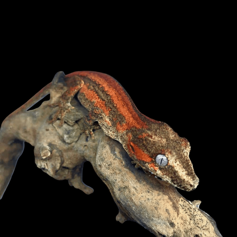 A Gecko Gargoyle with a red-striped pattern perches on a branch against a black backdrop, highlighting its textured skin and large, bright eyes.