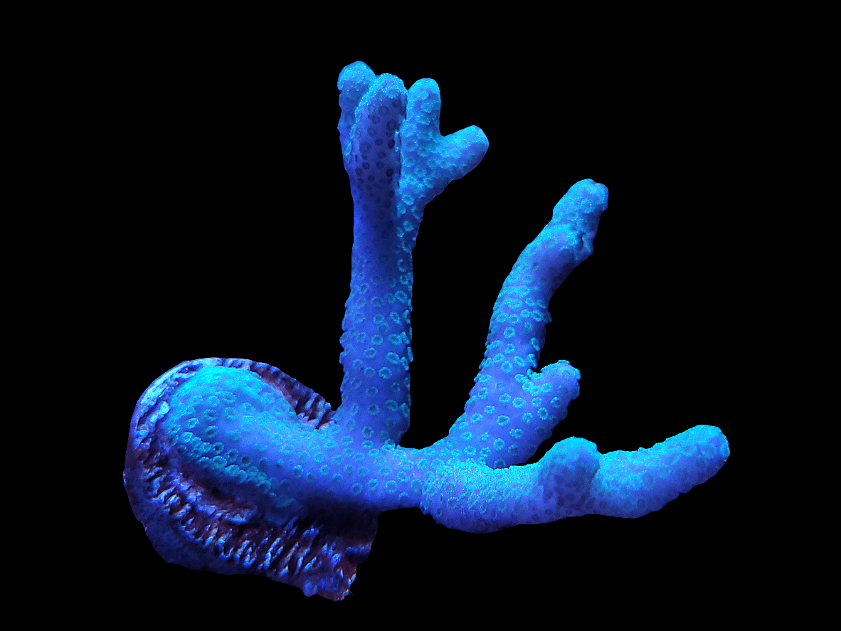 A striking German Blue Montipora Digitata featuring branching, textured arms set against a black backdrop.