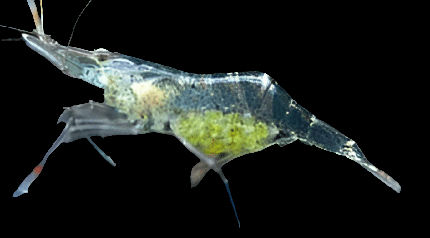 Observe the Ghost Shrimp (Palaemonetes paludosus) with its transparent body showcasing visible internal structures, including eggs, against a black backdrop. Its intricate legs and antennae stand out, offering a remarkable sight for any tropical aquarium aficionado.