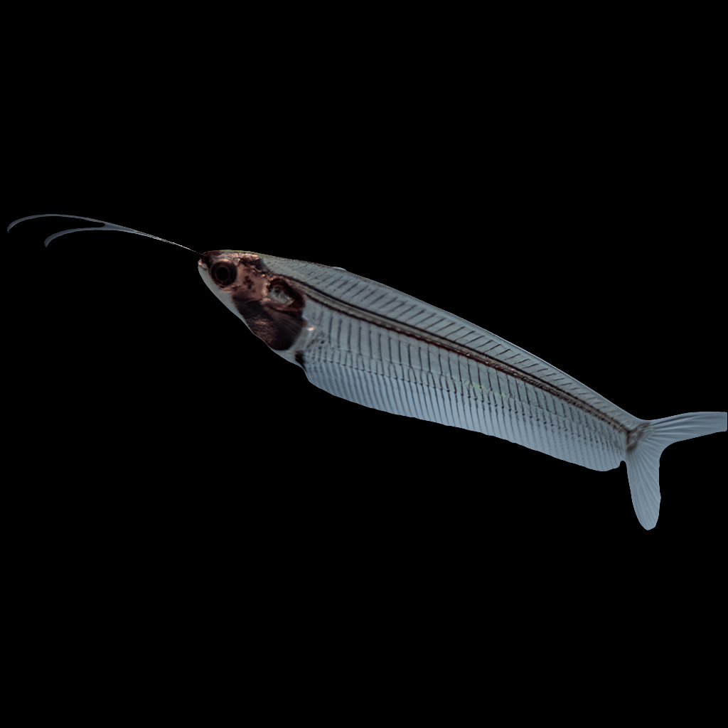 A close-up of a Glass Catfish (Kryptopterus Vitreolus) on a black background. The fish features a thin, elongated body with visible internal structures and long barbels extending from its mouth. Its delicate fins are nearly transparent.