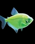 Glofish - Skirt Tetra