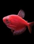 Glofish - Skirt Tetra