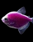 Glofish - Skirt Tetra