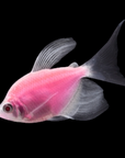 Glofish - Skirt Tetra