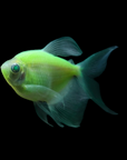 Glofish - Skirt Tetra