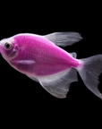 Glofish - Skirt Tetra