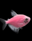 Glofish - Skirt Tetra