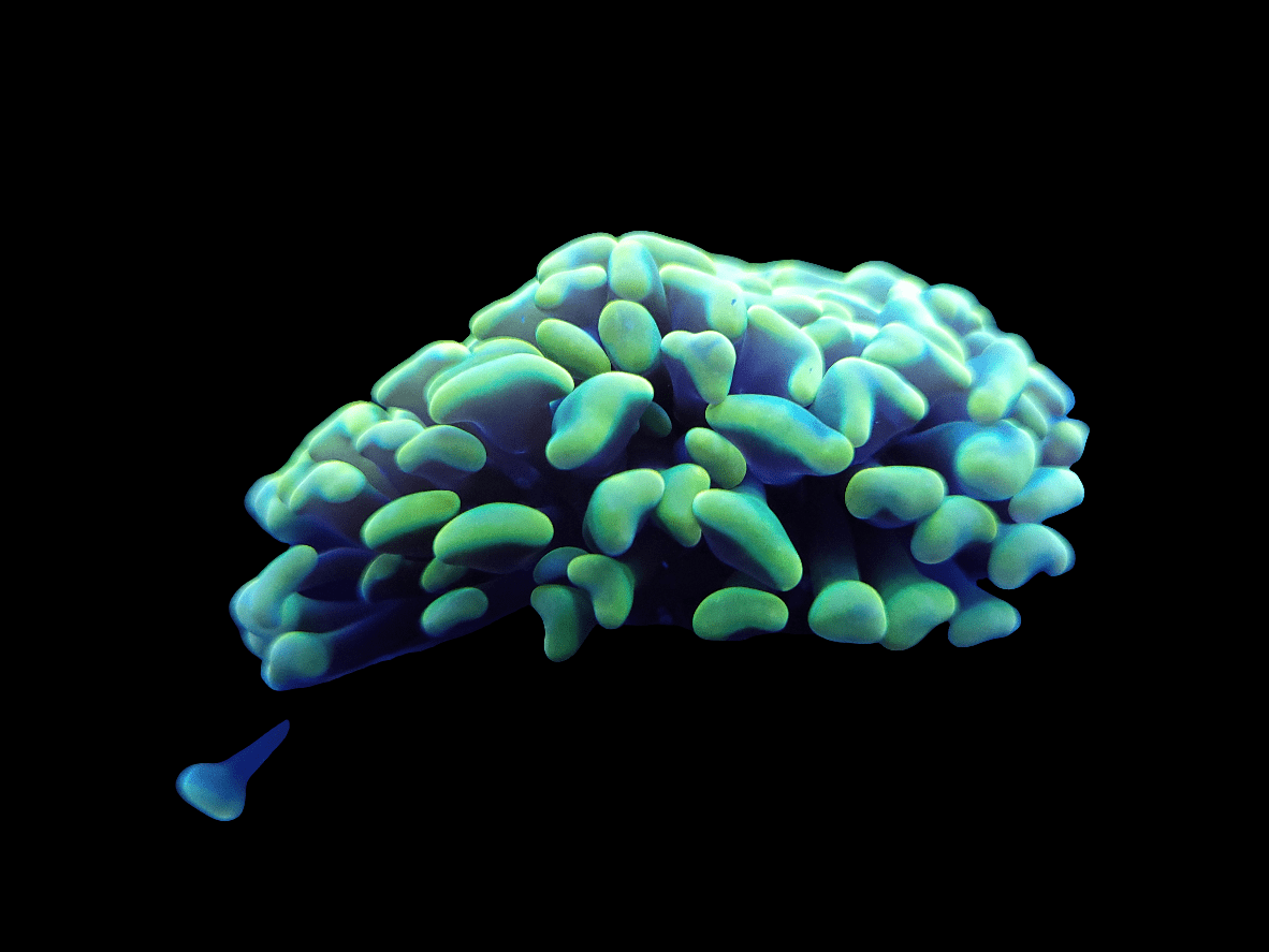 Close-up of a neon-colored coral against a black background. The coral features bulbous, elongated shapes in vibrant shades of green and blue, resembling the Gold Hammer.