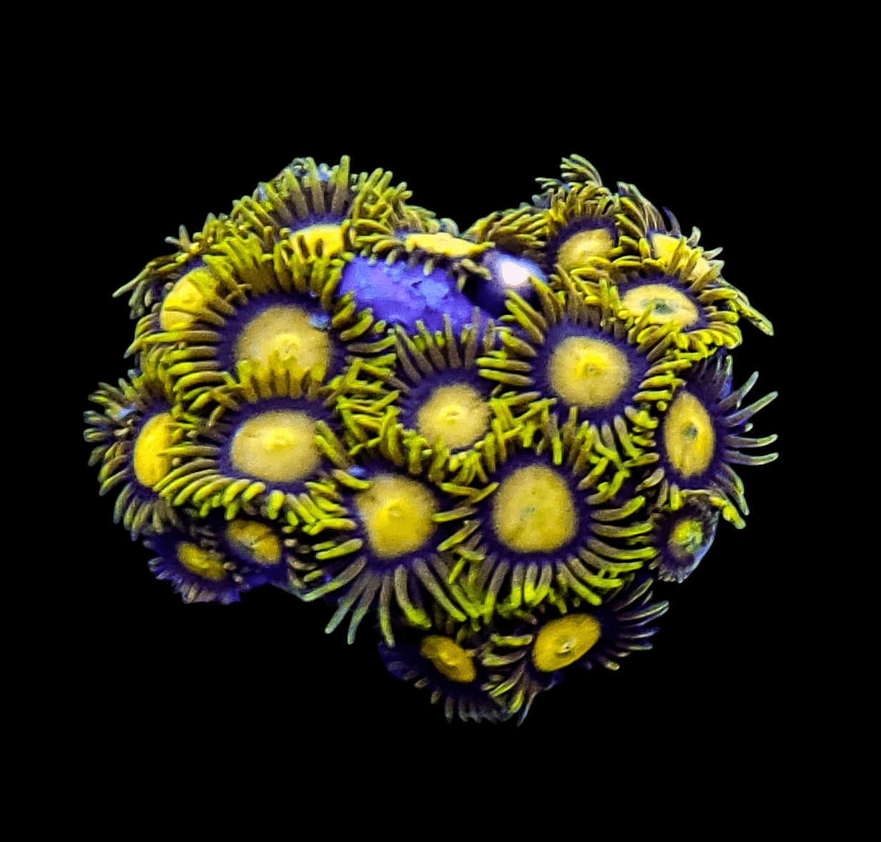 Close-up of a cluster of Gold Midas Zoanthids against a black background, resembling a bouquet of flowers with intricate, fringed edges.