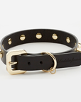 Golden Spike Black Collar