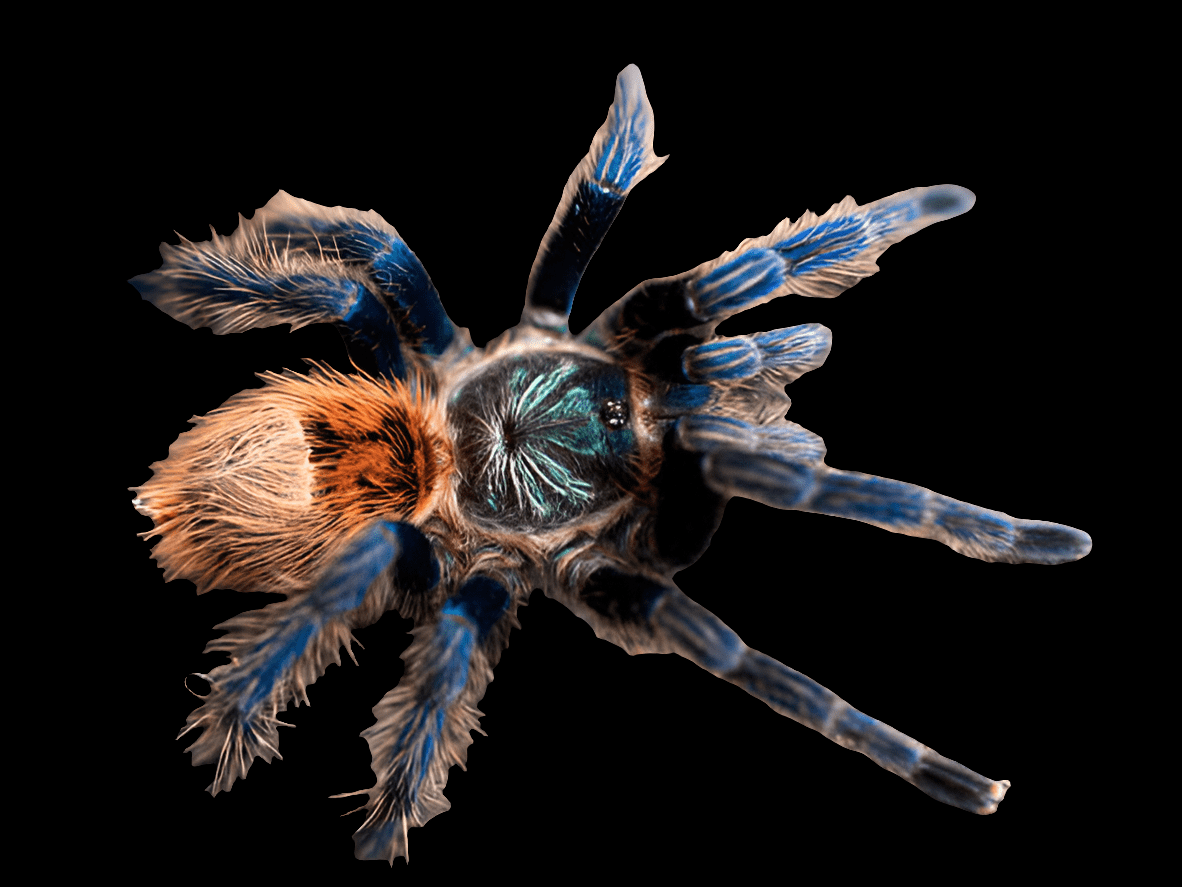 A close-up of a Green Bottle Blue Tarantula - Chromatopelma cyaneopubescens, showcasing its vibrant blue legs and fuzzy orange and black body against a black background.