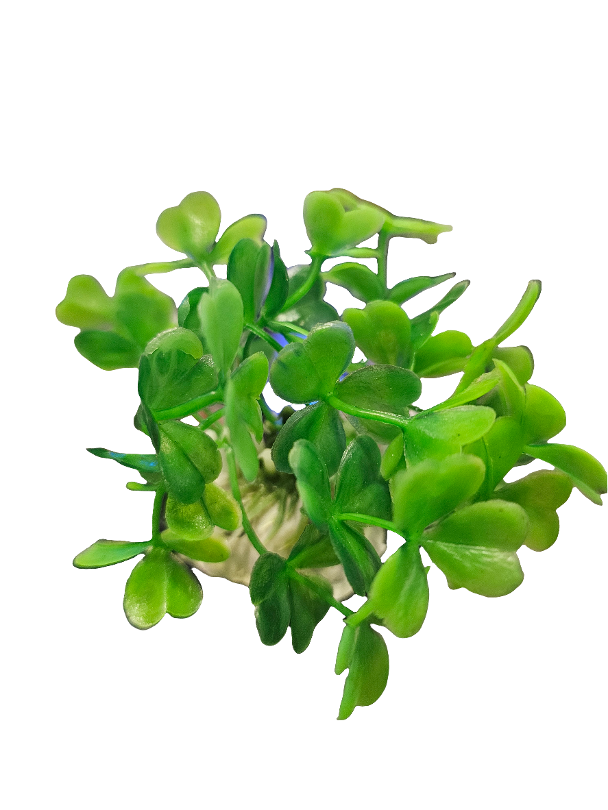 succulent clover Green Clover Betta Plant – Aquatic Oasis Reefing